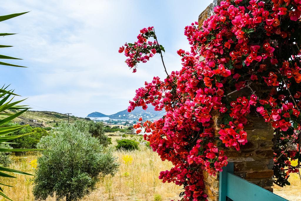 Villa Pergola Andros Gavrio Dış mekan fotoğraf